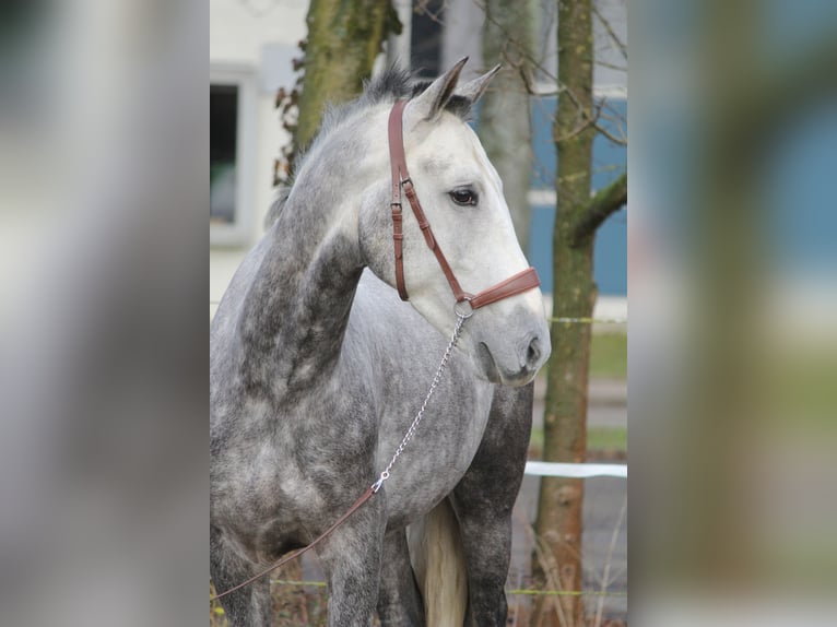 Andaluces Mestizo Caballo castrado 5 años 153 cm Tordo in Schwäbisch Gmünd