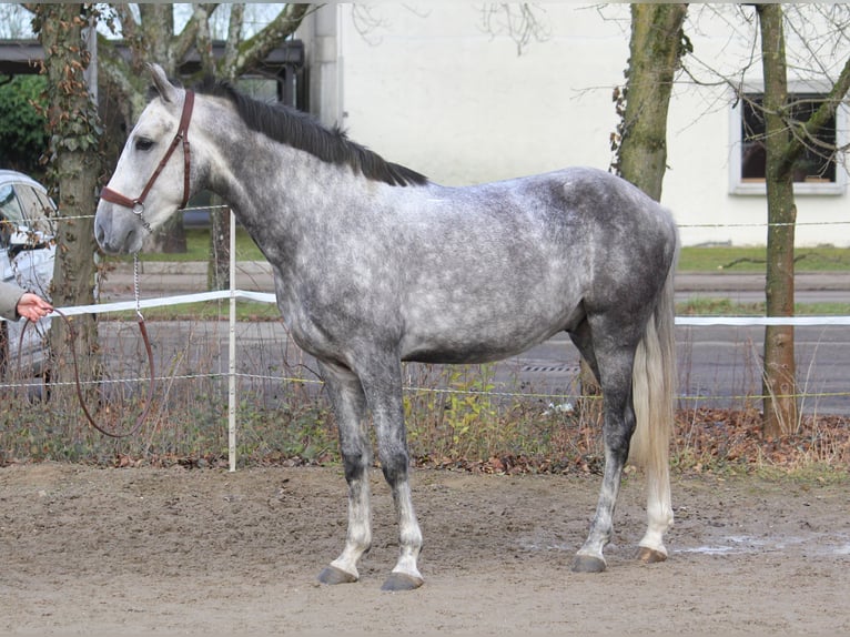 Andaluces Mestizo Caballo castrado 5 años 153 cm Tordo in Schwäbisch Gmünd