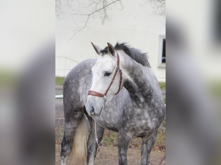 Andaluces Mestizo Caballo castrado 5 años 153 cm Tordo in Schwäbisch Gmünd