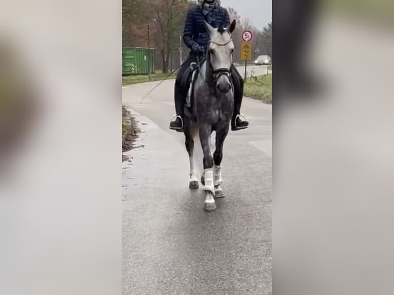 Andaluces Mestizo Caballo castrado 5 años 153 cm Tordo in Schwäbisch Gmünd