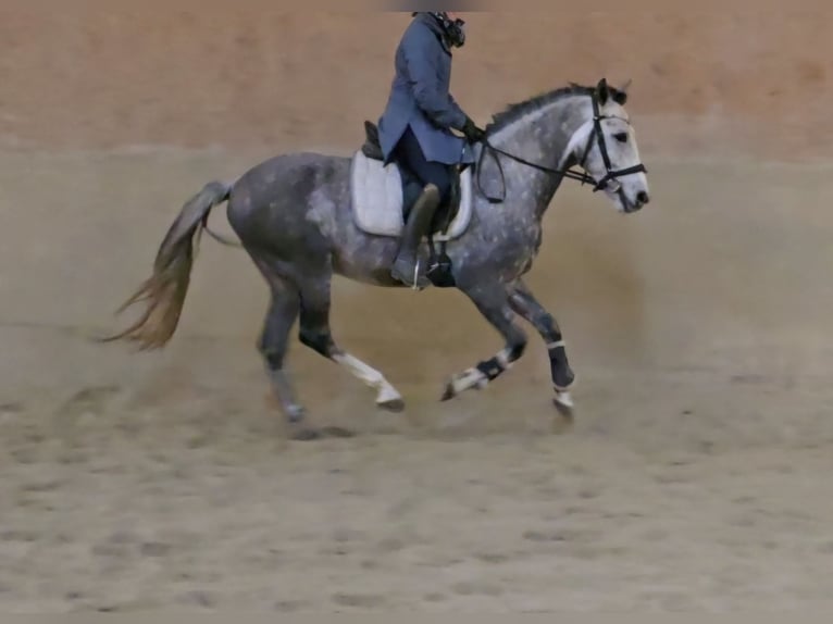 Andaluces Mestizo Caballo castrado 5 años 153 cm Tordo in Schwäbisch Gmünd