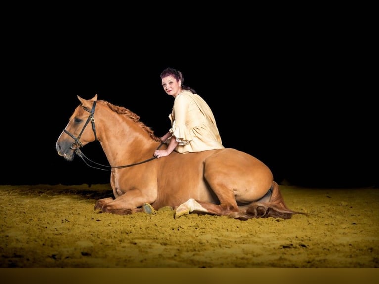 Andaluces Caballo castrado 5 años 154 cm Alazán in Rees