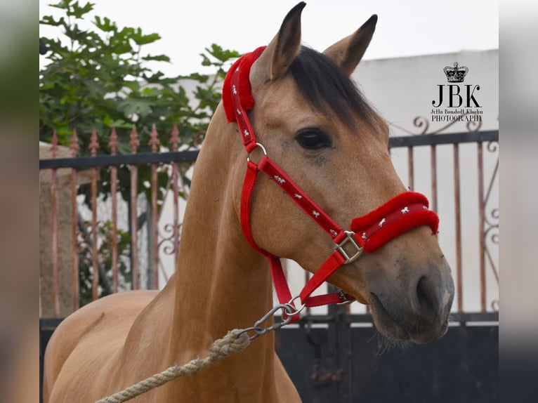 Andaluces Caballo castrado 5 años 154 cm Bayo in Tabernas Almeria