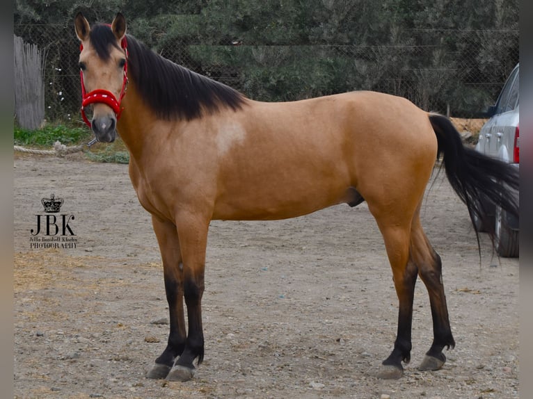 Andaluces Caballo castrado 5 años 154 cm Bayo in Tabernas Almeria