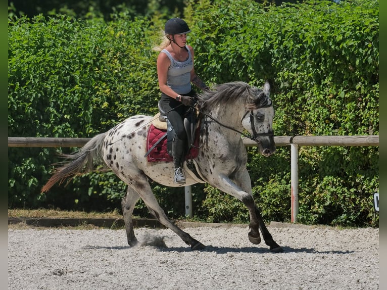 Andaluces Caballo castrado 5 años 155 cm Atigrado/Moteado in Neustadt (Wied)