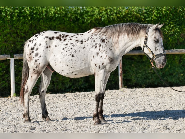Andaluces Caballo castrado 5 años 155 cm Atigrado/Moteado in Neustadt (Wied)