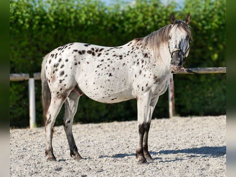 Andaluces Caballo castrado 5 años 155 cm Atigrado/Moteado in Neustadt (Wied)