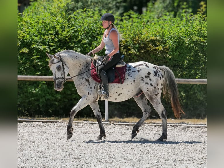 Andaluces Caballo castrado 5 años 155 cm Atigrado/Moteado in Neustadt (Wied)