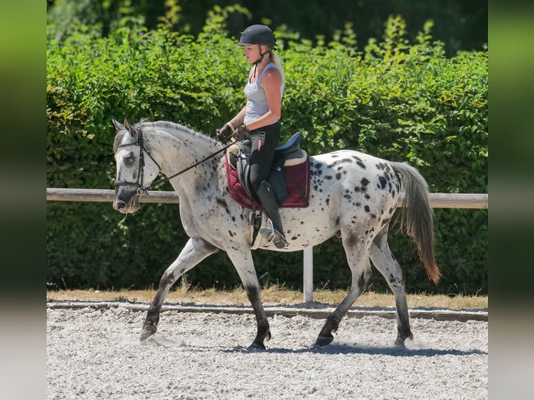 Andaluces Caballo castrado 5 años 155 cm Atigrado/Moteado in Neustadt (Wied)