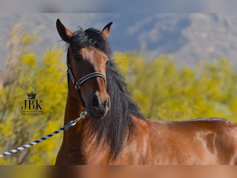 Andaluces Caballo castrado 5 años 155 cm Castaño in Tabernas Almería