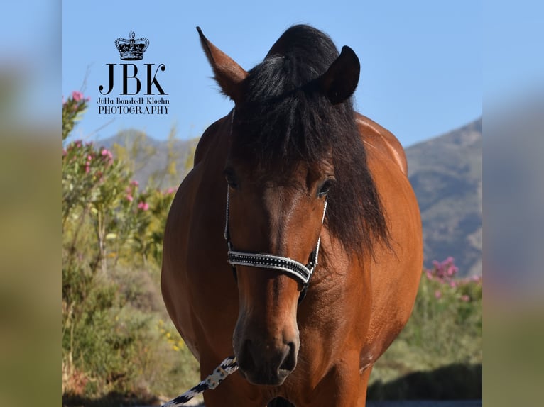 Andaluces Caballo castrado 5 años 155 cm Castaño in Tabernas Almería