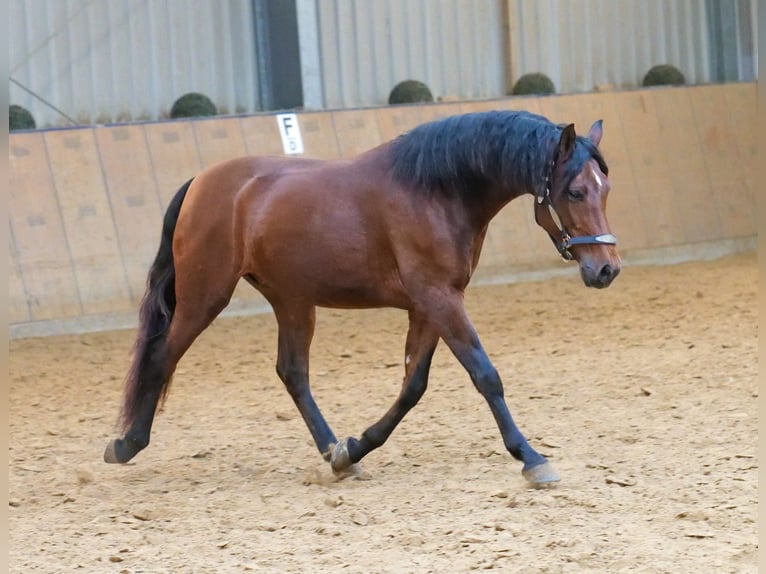 Andaluces Caballo castrado 5 años 155 cm Castaño in Neustadt (Wied)