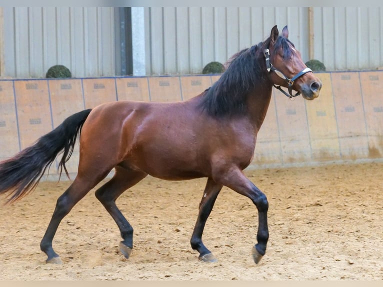 Andaluces Caballo castrado 5 años 155 cm Castaño in Neustadt (Wied)