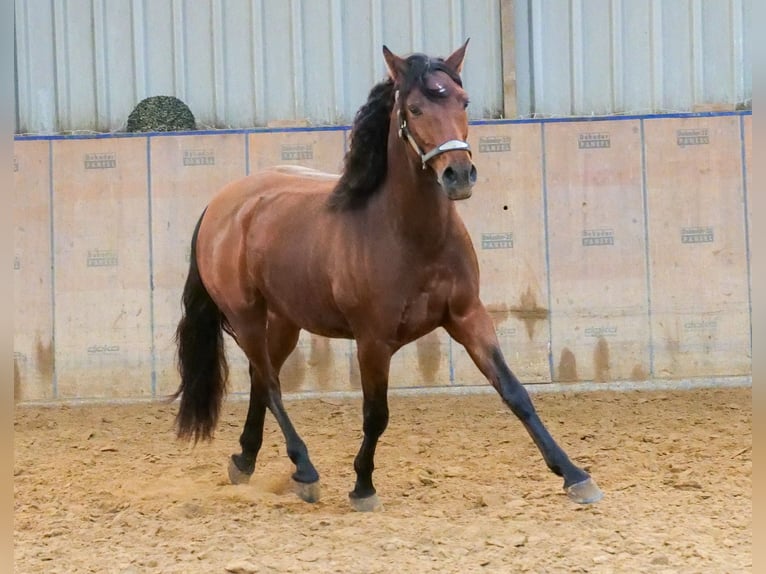 Andaluces Caballo castrado 5 años 155 cm Castaño in Neustadt (Wied)