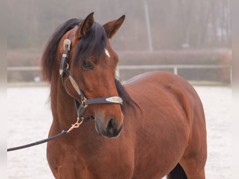 Andaluces Caballo castrado 5 años 155 cm Castaño in Neustadt (Wied)