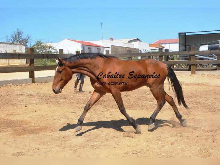 Andaluces Caballo castrado 5 años 155 cm Castaño in Vejer de la Frontera