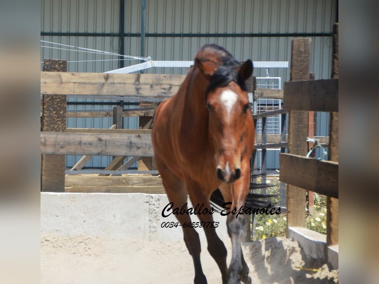 Andaluces Caballo castrado 5 años 155 cm Castaño in Vejer de la Frontera