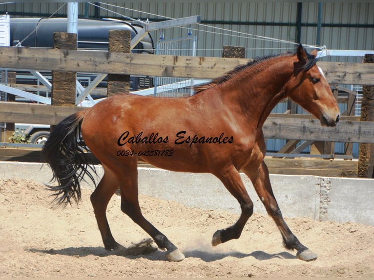 Andaluces Caballo castrado 5 años 155 cm Castaño in Vejer de la Frontera