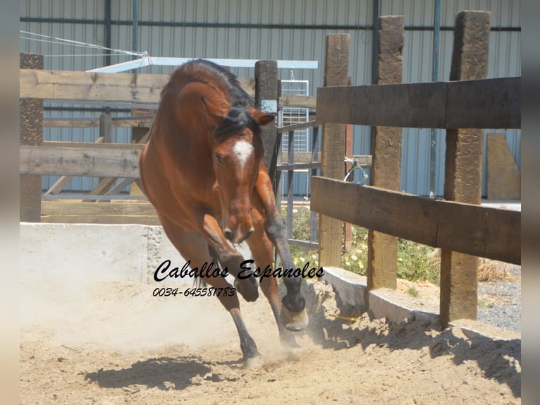 Andaluces Caballo castrado 5 años 155 cm Castaño in Vejer de la Frontera