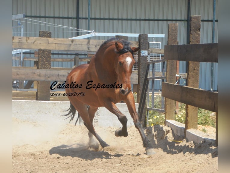 Andaluces Caballo castrado 5 años 155 cm Castaño in Vejer de la Frontera