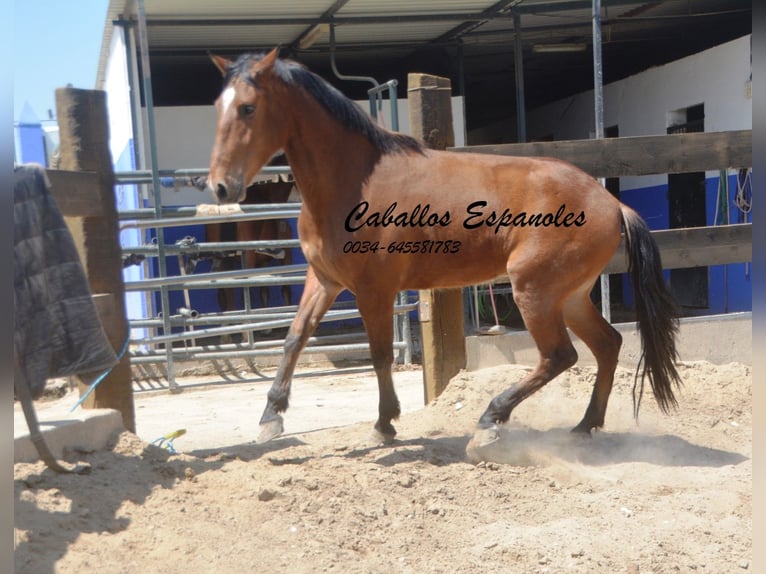 Andaluces Caballo castrado 5 años 155 cm Castaño in Vejer de la Frontera