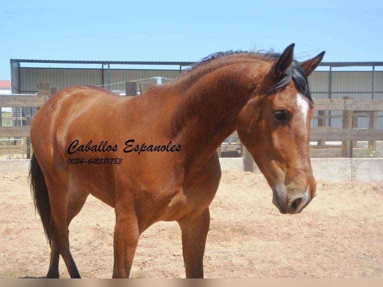 Andaluces Caballo castrado 5 años 155 cm Castaño in Vejer de la Frontera