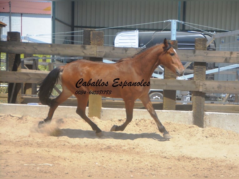 Andaluces Caballo castrado 5 años 155 cm Castaño in Vejer de la Frontera