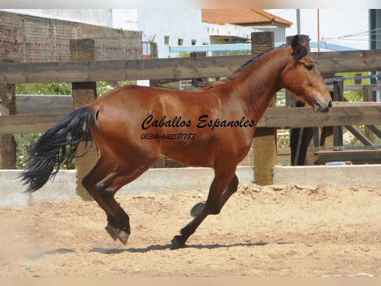 Andaluces Caballo castrado 5 años 155 cm Castaño in Vejer de la Frontera