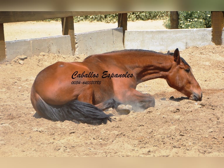 Andaluces Caballo castrado 5 años 155 cm Castaño in Vejer de la Frontera