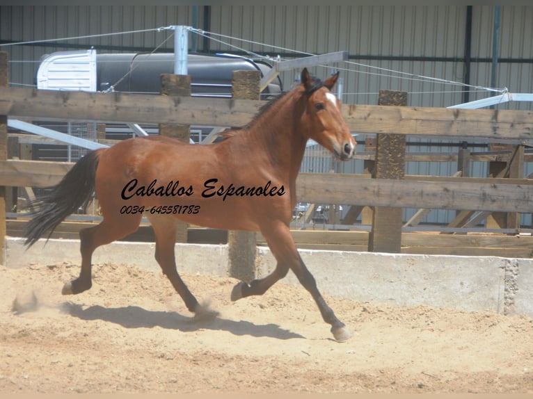 Andaluces Caballo castrado 5 años 155 cm Castaño in Vejer de la Frontera