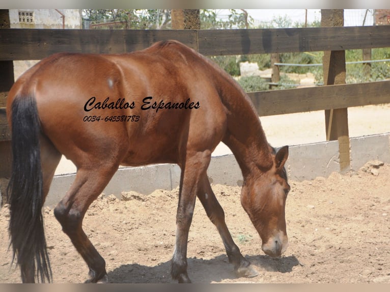 Andaluces Caballo castrado 5 años 155 cm Castaño in Vejer de la Frontera