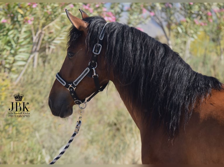 Andaluces Caballo castrado 5 años 155 cm Castaño in Tabernas Almeria