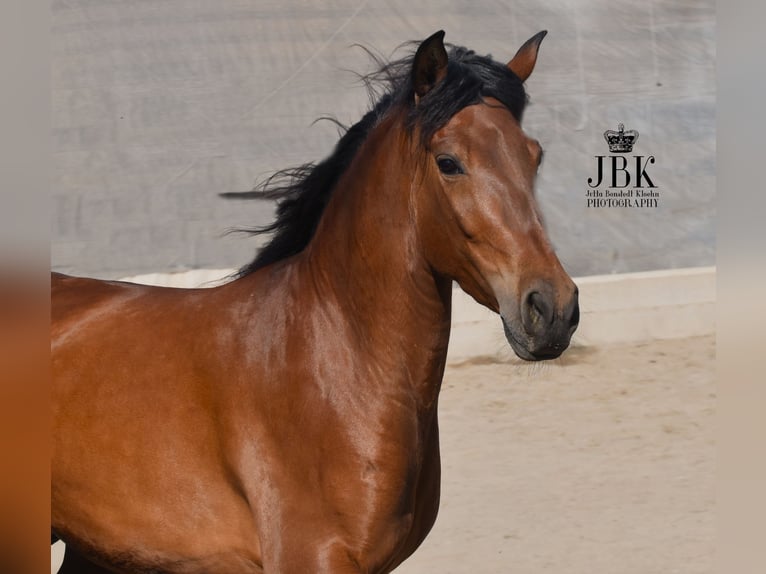 Andaluces Caballo castrado 5 años 155 cm Castaño in Tabernas Almeria