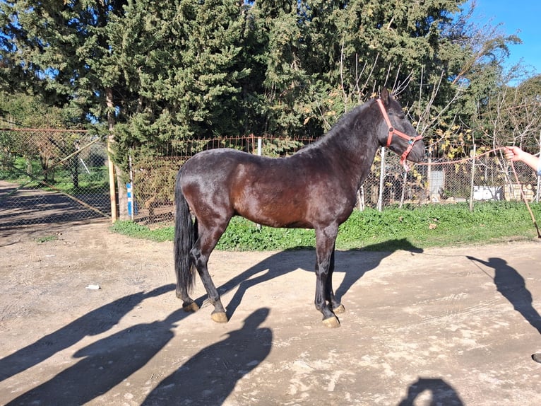 Andaluces Caballo castrado 5 años 155 cm Negro in Wülfrath