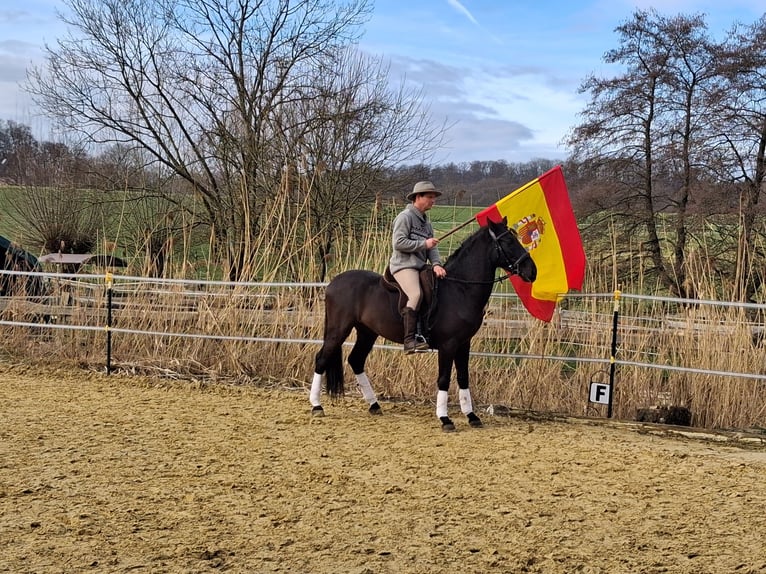 Andaluces Caballo castrado 5 años 155 cm Negro in Wülfrath