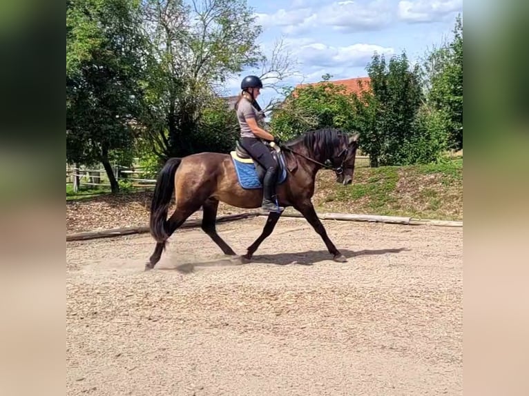 Andaluces Mestizo Caballo castrado 5 años 156 cm Buckskin/Bayo in Karlshuld