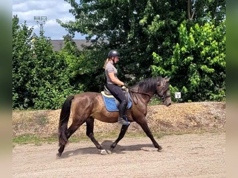 Andaluces Mestizo Caballo castrado 5 años 156 cm Buckskin/Bayo in Karlshuld