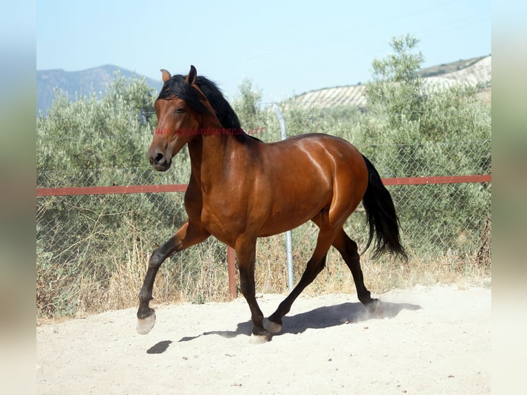 Andaluces Caballo castrado 5 años 156 cm Castaño in Pruna