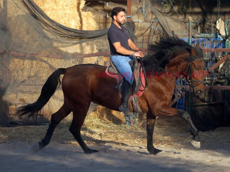 Andaluces Caballo castrado 5 años 156 cm Castaño in Pruna