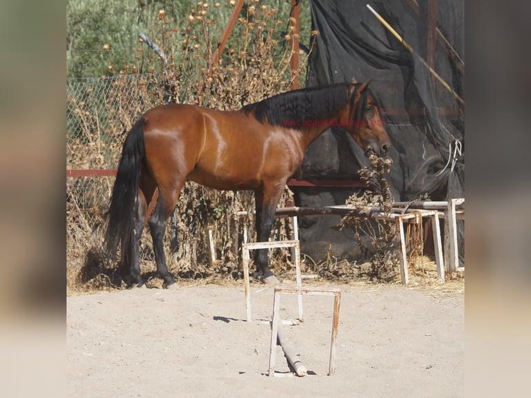 Andaluces Caballo castrado 5 años 156 cm Castaño in Pruna