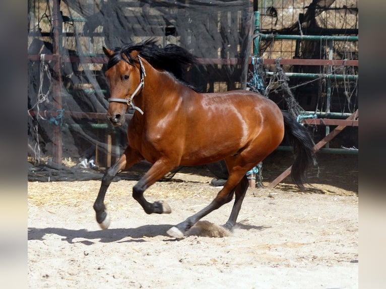 Andaluces Caballo castrado 5 años 156 cm Castaño in Pruna
