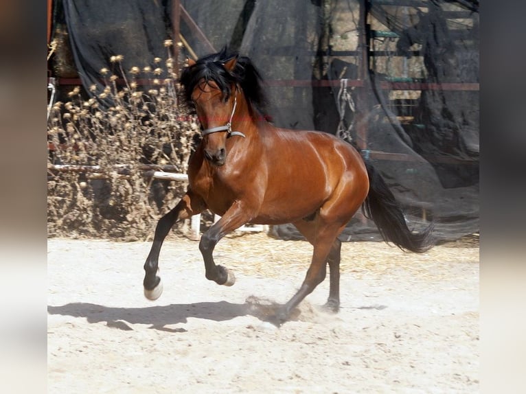 Andaluces Caballo castrado 5 años 156 cm Castaño in Pruna