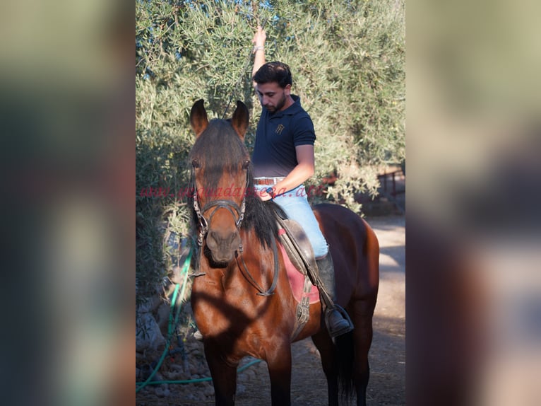 Andaluces Caballo castrado 5 años 156 cm Castaño in Pruna