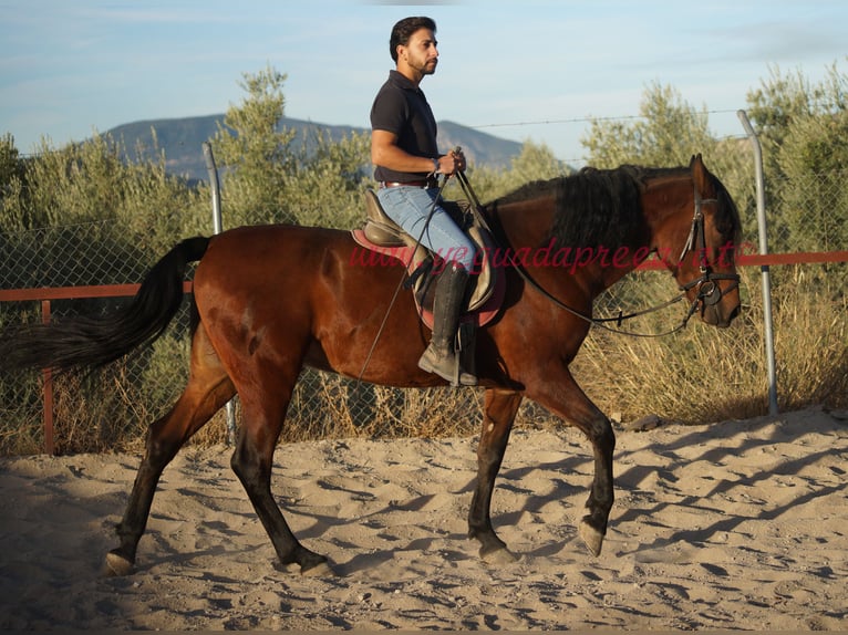 Andaluces Caballo castrado 5 años 156 cm Castaño in Pruna