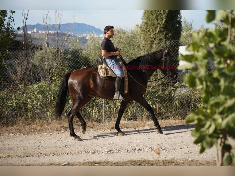 Andaluces Caballo castrado 5 años 156 cm Castaño in Pruna