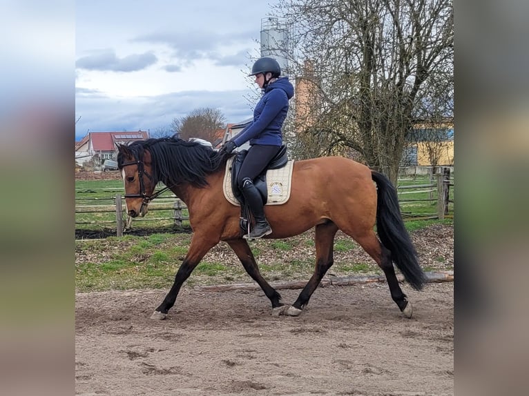 Andaluces Mestizo Caballo castrado 5 años 156 cm Castaño in Karlshuld