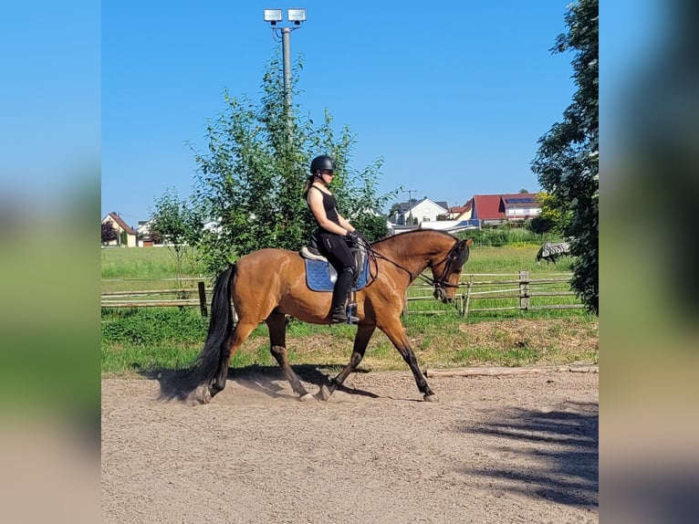 Andaluces Mestizo Caballo castrado 5 años 156 cm Castaño in Karlshuld