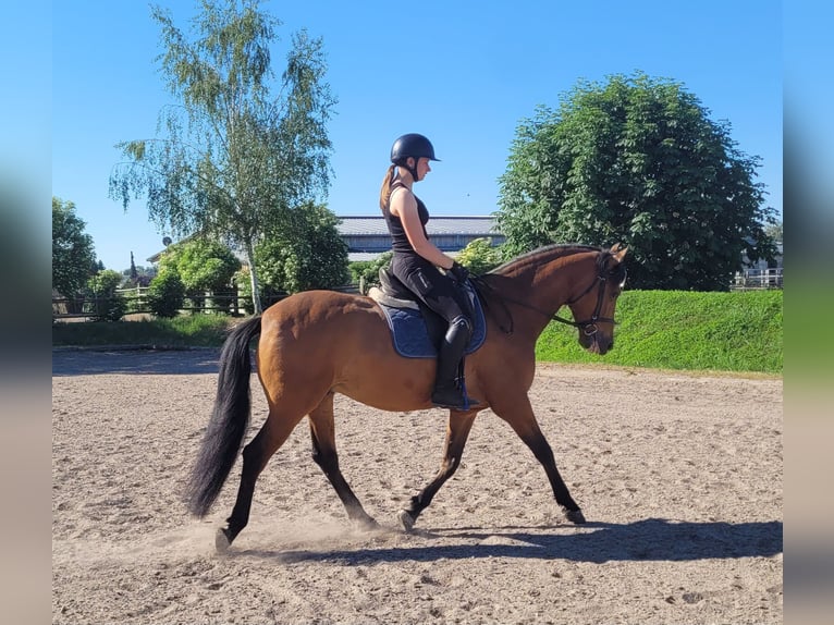 Andaluces Mestizo Caballo castrado 5 años 156 cm Castaño in Karlshuld
