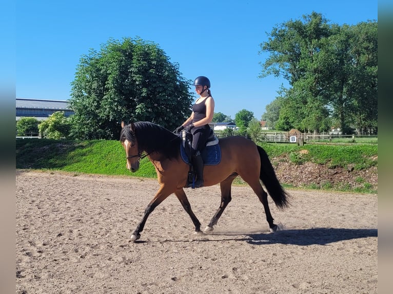 Andaluces Mestizo Caballo castrado 5 años 156 cm Castaño in Karlshuld