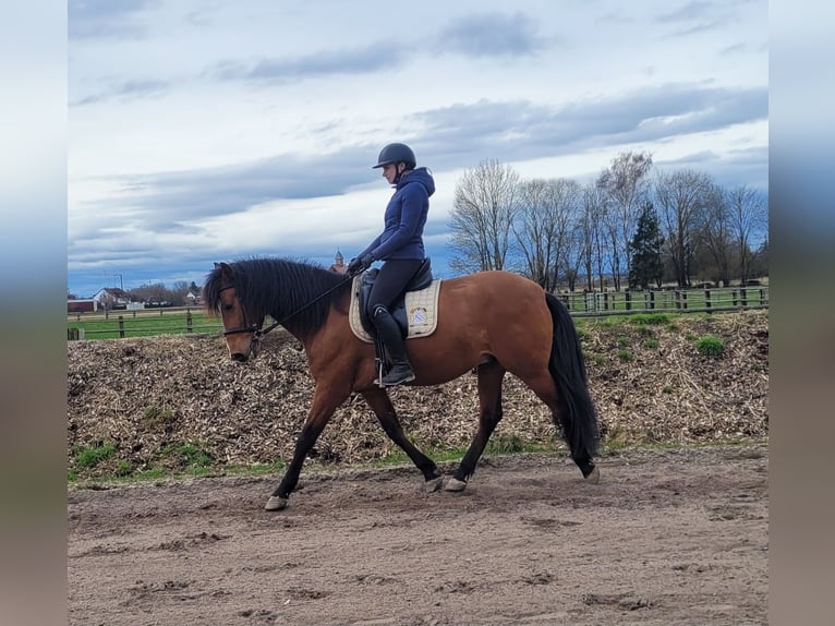 Andaluces Mestizo Caballo castrado 5 años 156 cm Castaño in Karlshuld